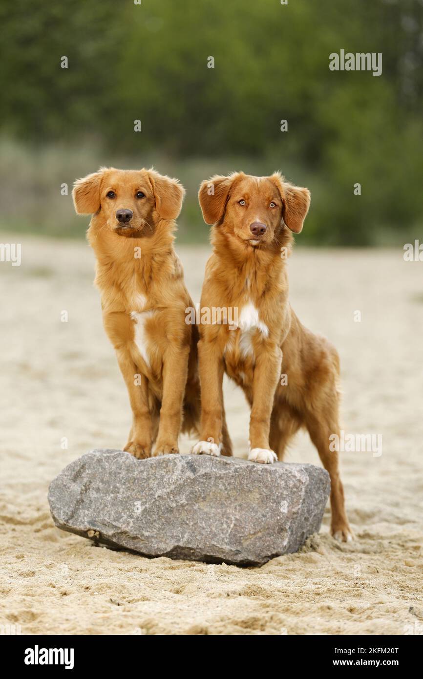 2 Nova Scotia Duck Tolling Retriever Stockfoto