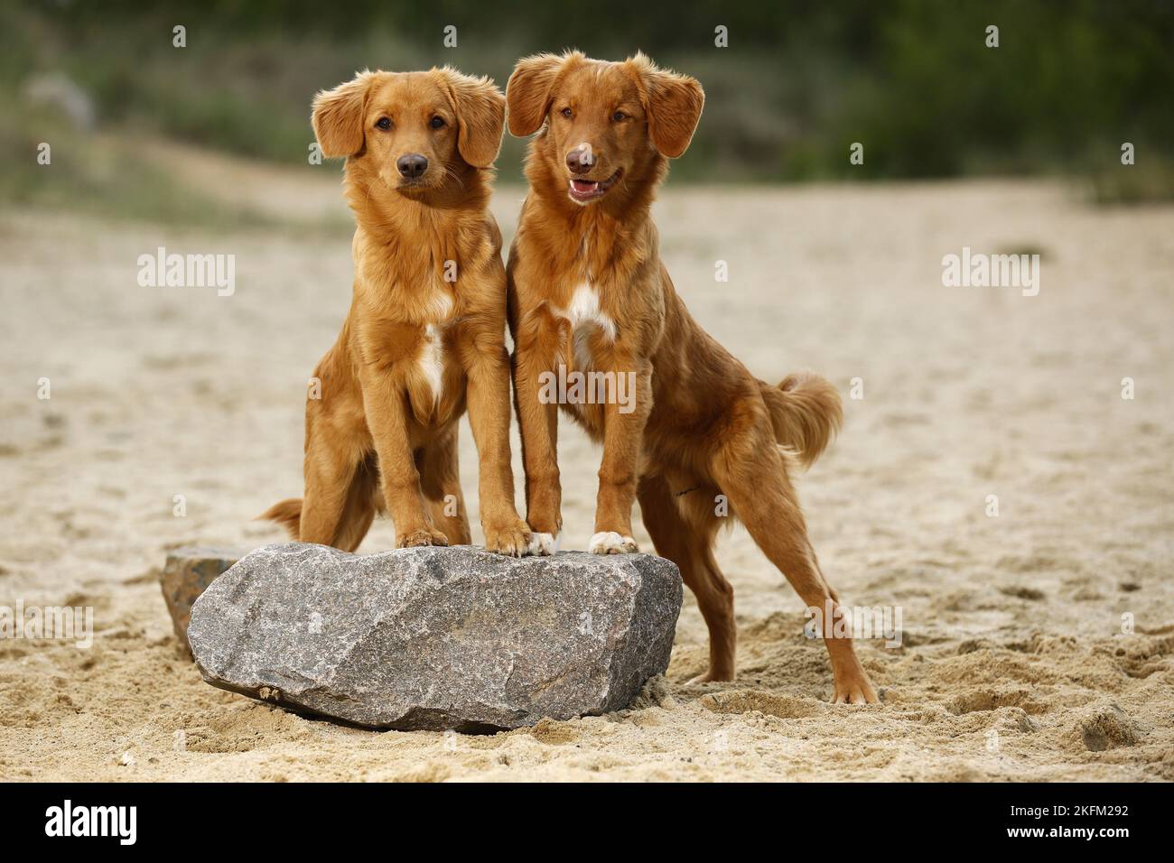 2 Nova Scotia Duck Tolling Retriever Stockfoto