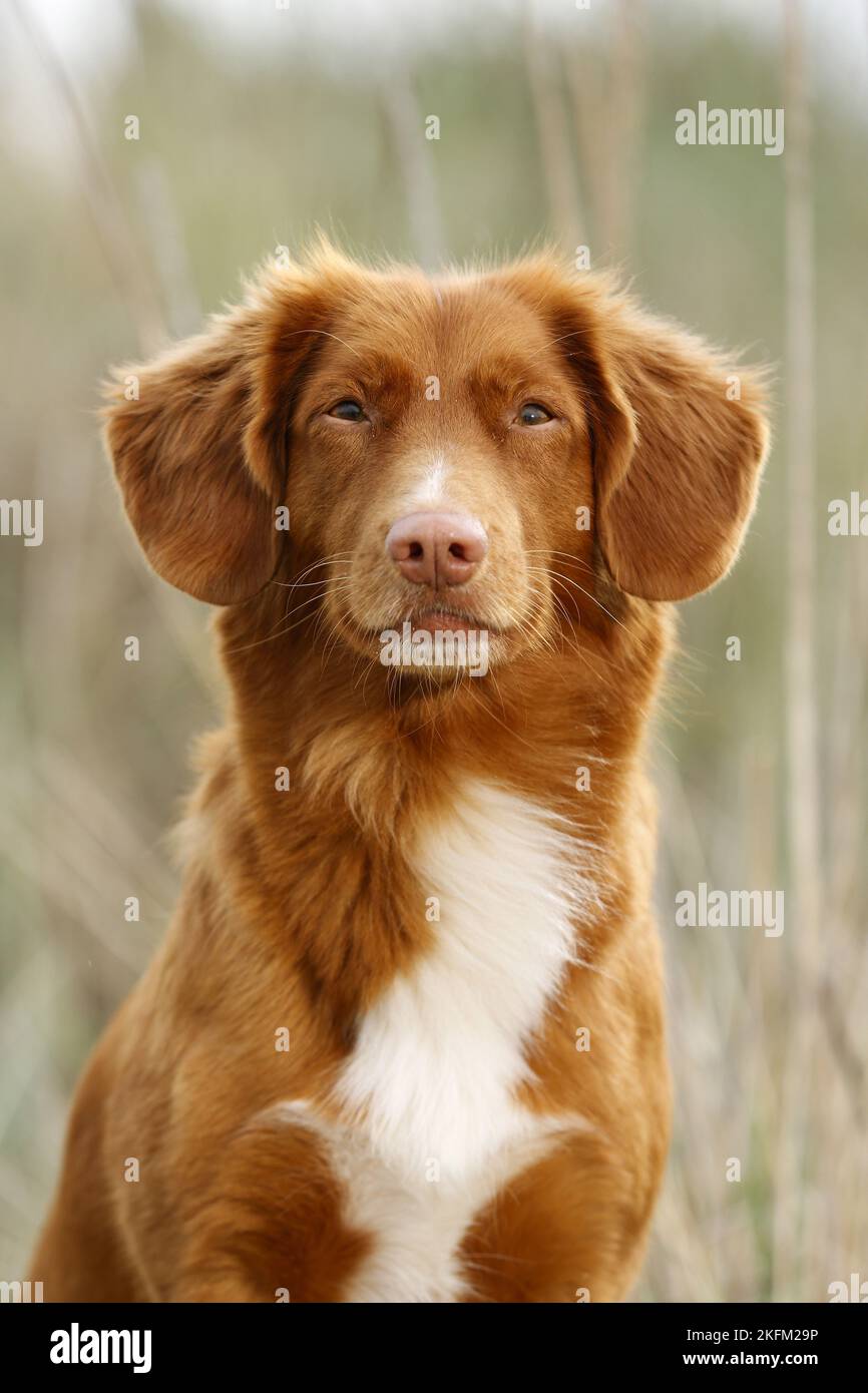 Nova Scotia Duck Tolling Retriever Porträt Stockfoto