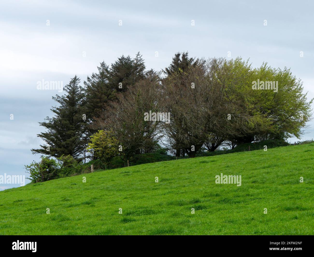 Mehrere Bäume auf dem Hügel, Frühling. Wolkiger Himmel, Landschaft. Grünes Grasfeld mit Bäumen unter grauem Himmel Stockfoto
