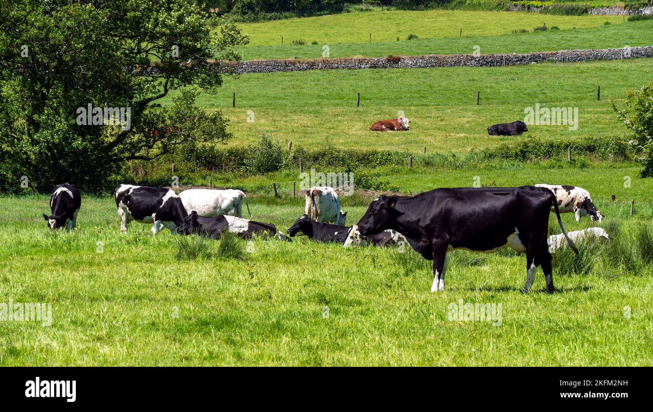 Mehrere Kühe fressen an einem sonnigen Frühlingstag Gras auf einer Wiese. Vieh auf einer Viehfarm. Landwirtschaftliche Landschaft. Bio-irischer Bauernhof. Schwarz und weiß Stockfoto