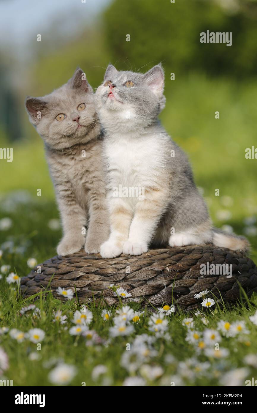 2 Britische Kurzhaar-Kätzchen auf dem Land Stockfoto