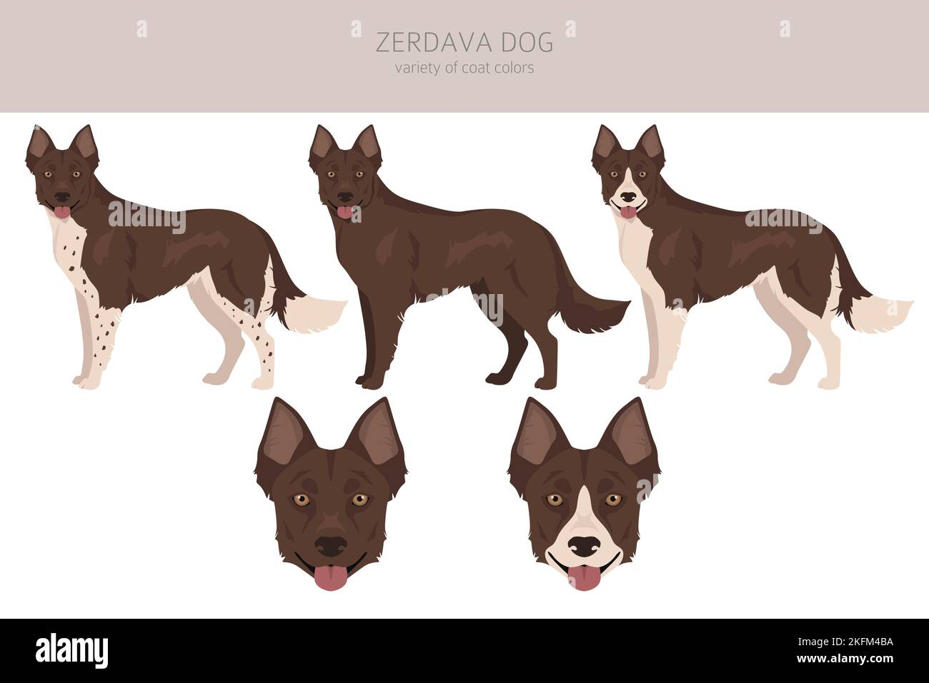 Zerdava Hundeclipart. Alle Fellfarben eingestellt. Alle Hunderassen Merkmale Infografik. Vektorgrafik Stock Vektor