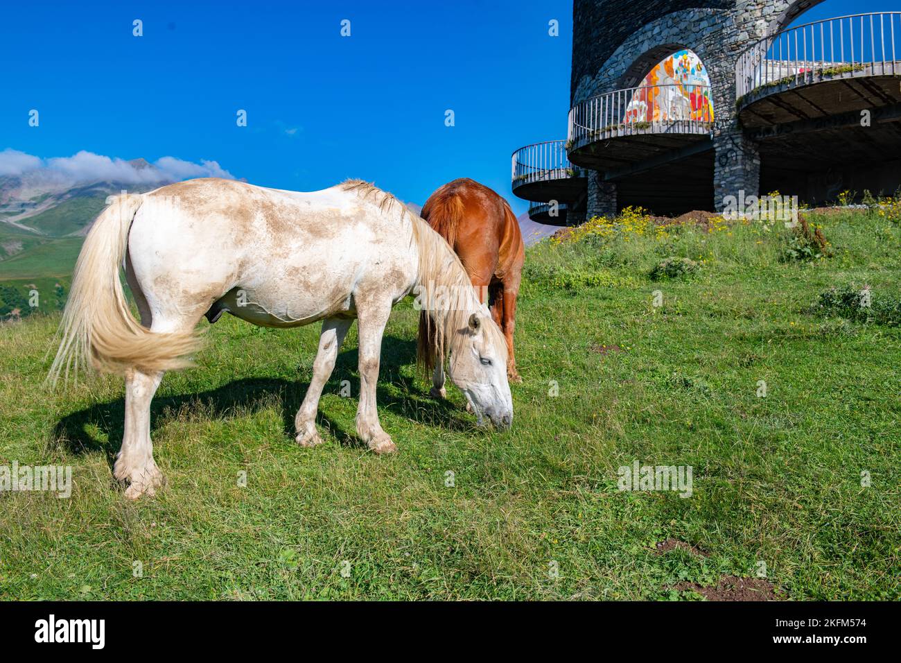 Ein Pferd grast an einem Berghang in Georgien Stockfoto