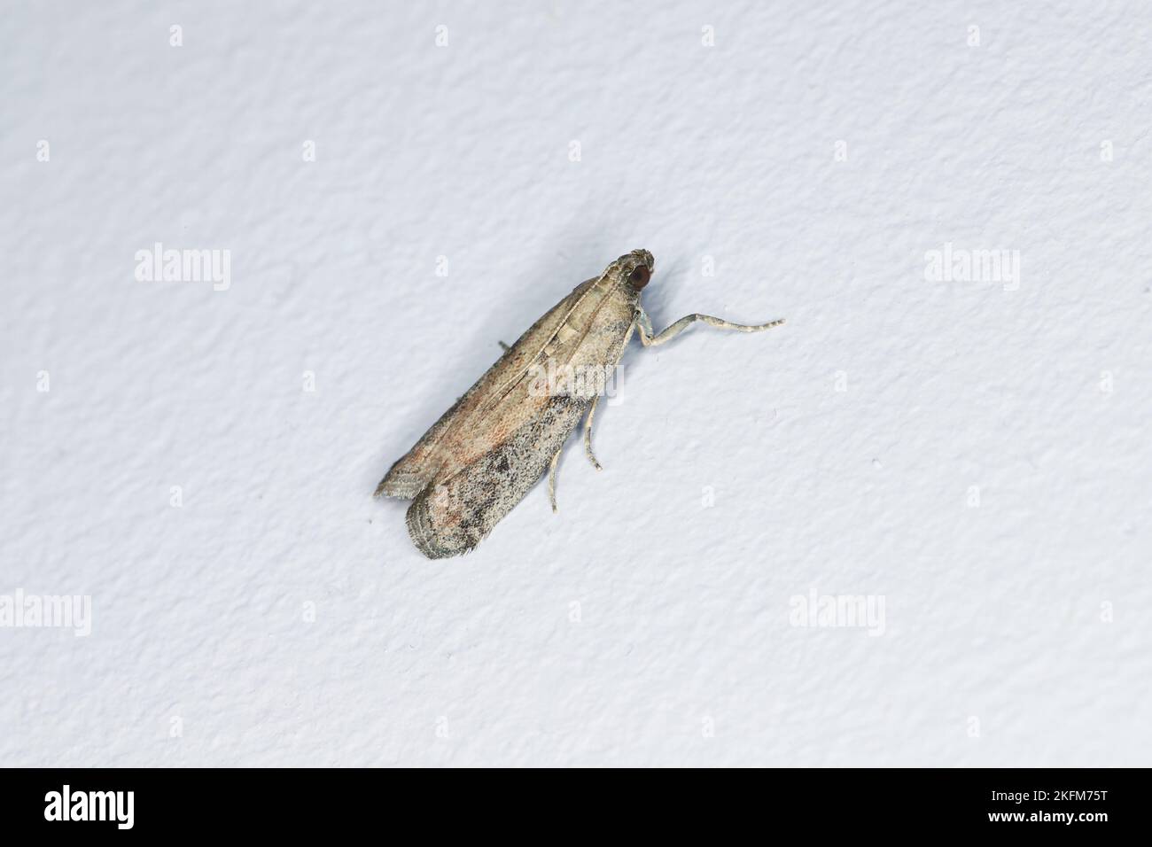 Detaillierte Nahaufnahme von Motten, deren Raupen Nahrungsmittel fressen, Insekten an der Wand. Stockfoto