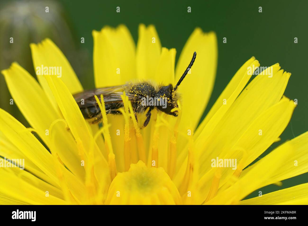 Detaillierte Nahaufnahme eines männlichen Hawk's Beards, Bergbaubiene, Andrena fulvago, in einer gelben Blume sitzend Stockfoto