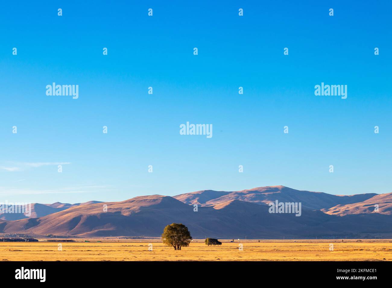 Ein Baum in ländlicher Ebene. Hintergrund Bergkette. Herbstlandschaft. Hintergrundbild mit Textbereich. Erzurum Plain, Truthahn. Stockfoto