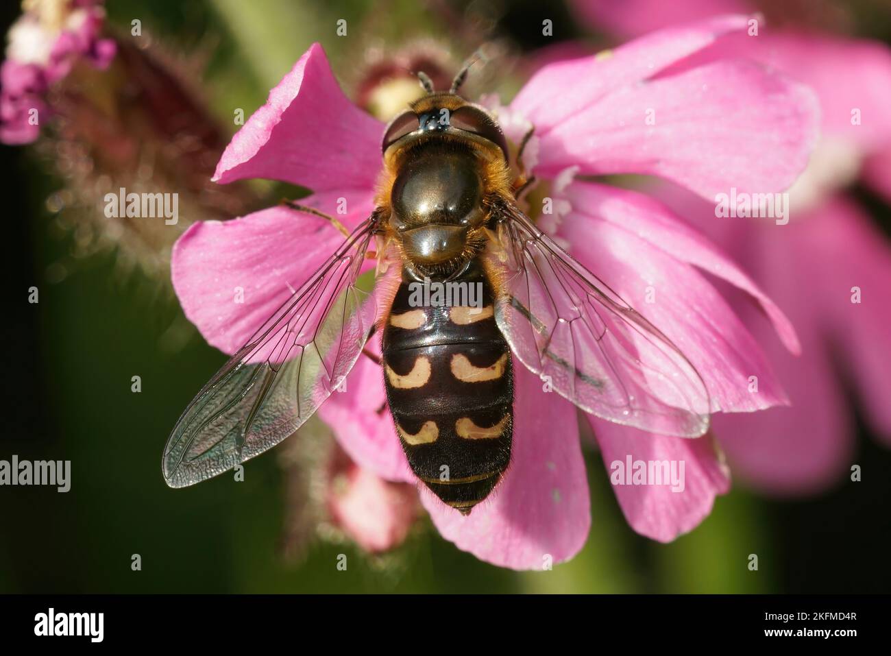 Natürliche dorsale Nahaufnahme auf einem Gelben Schlägerbett, Scaeva selenitica auf einer rosa Blume sitzend Stockfoto