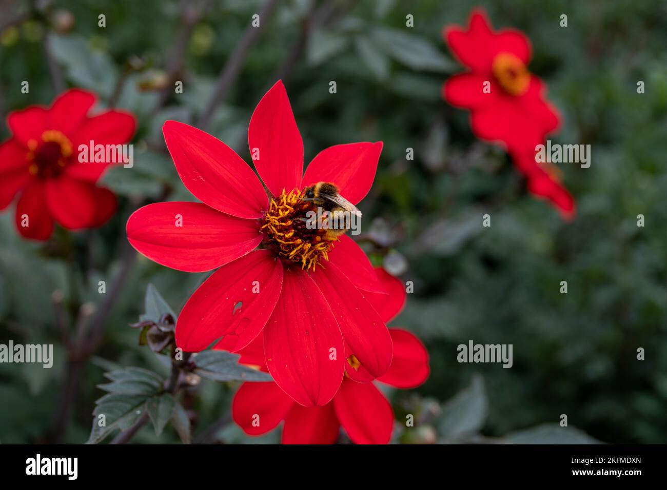 Buff Tailed Hummel sammelt Pollen von leuchtend roten Dahlien Stockfoto