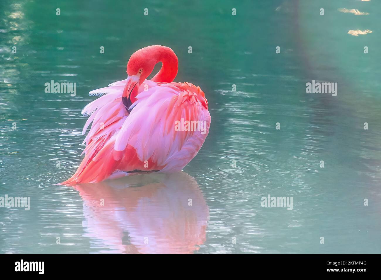 Erstaunlicher Flamingo-Vogel im Wasser eines tropischen Sees Stockfoto