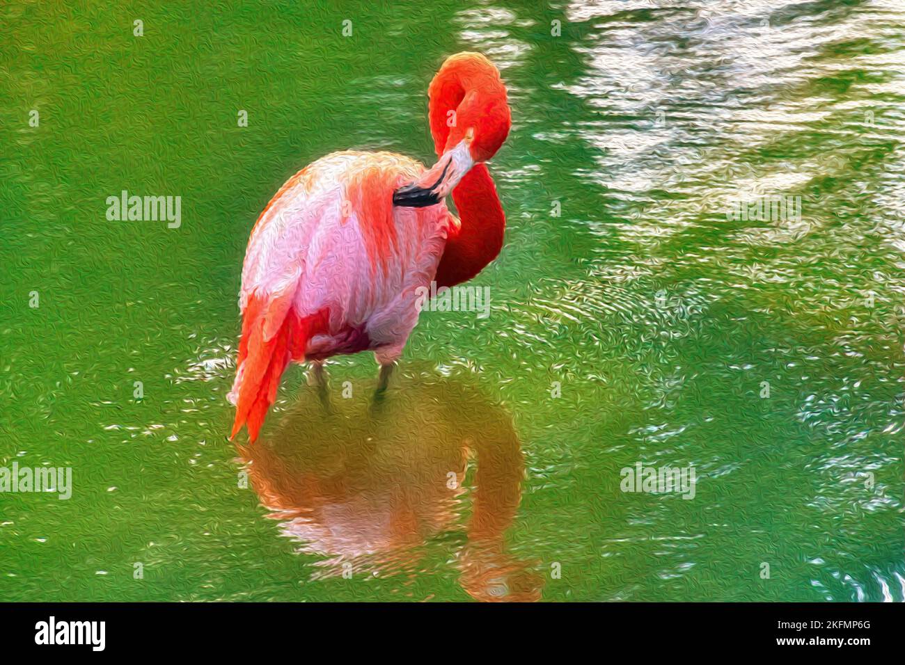 Erstaunlicher Flamingo-Vogel im Wasser eines tropischen Sees Stockfoto