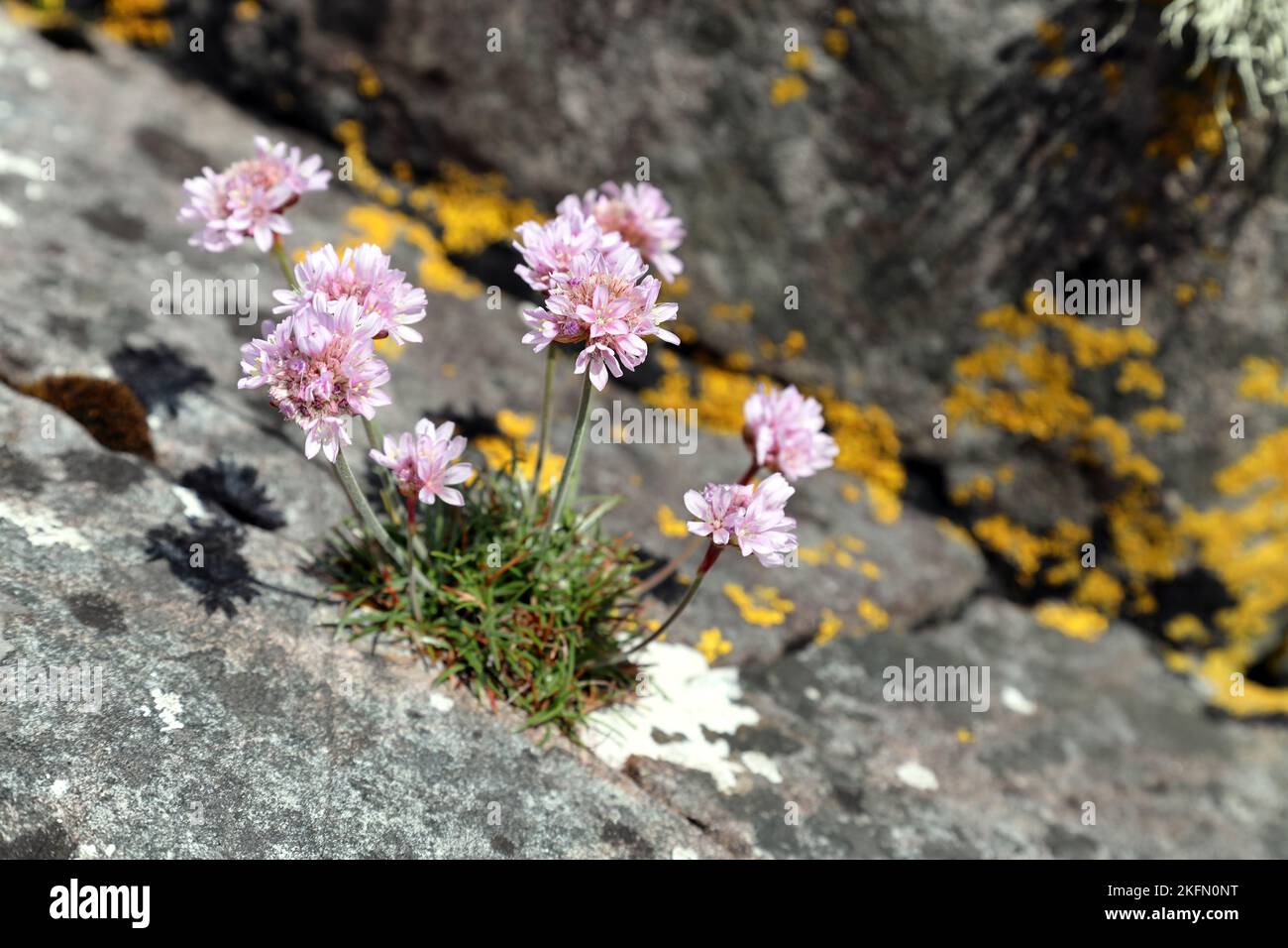 Thrift Flowers (Armeria maritima), Nordwest-Küste von Schottland, Großbritannien Stockfoto