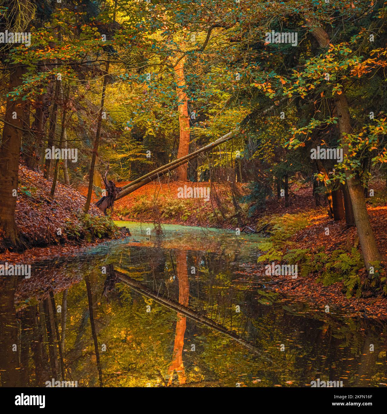 Herbst in Slochterbos (Slochter Forest). Der Wald ist Teil des Fraeylemaborg in Slochteren, in der Provinz Groningen, Niederlande. Stockfoto