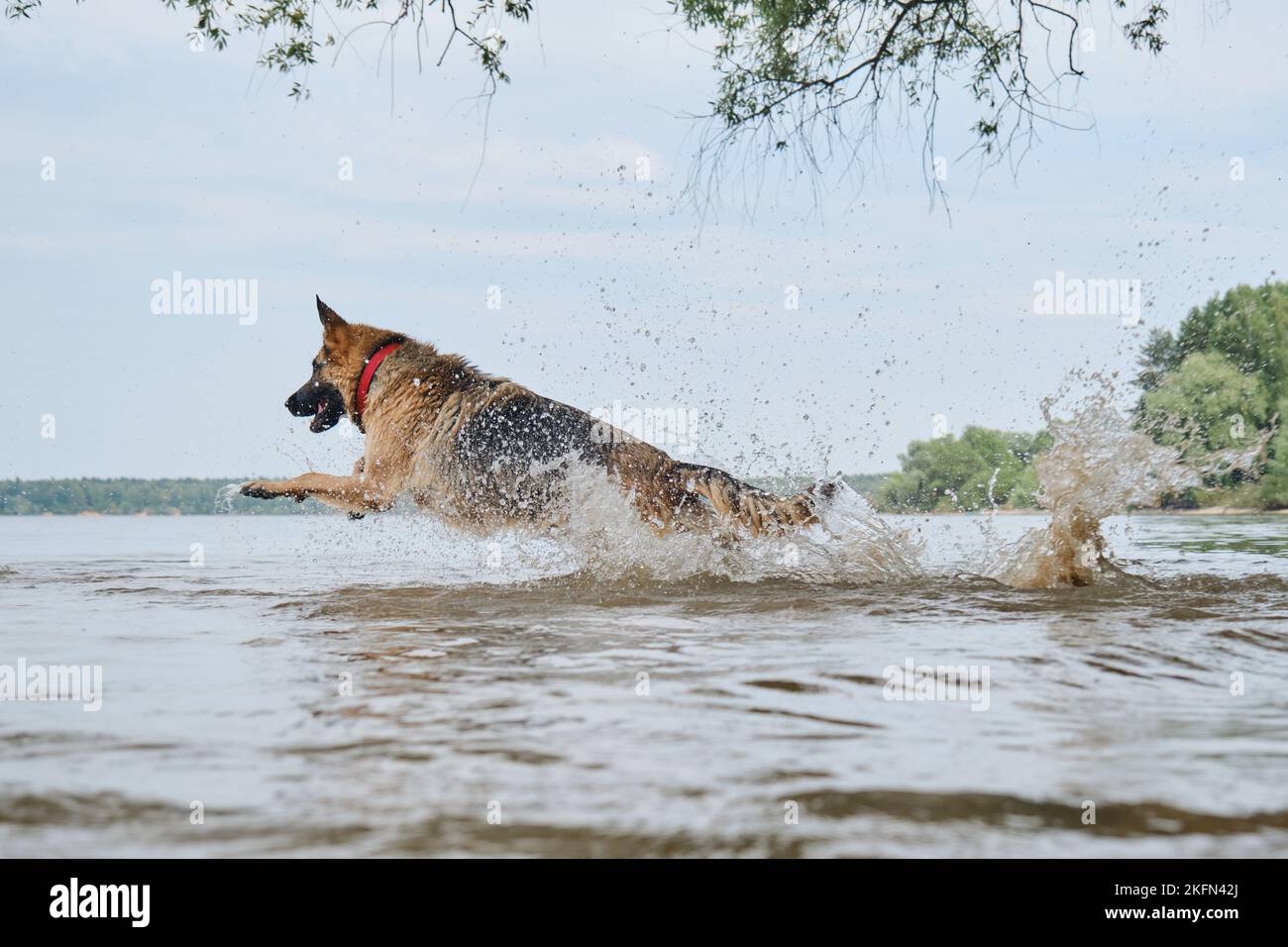 German Shepherd hat Spaß beim Schwimmen im Fluss im Sommer. Hund läuft schnell in See und springt, Spritzer fliegen in verschiedene Richtungen. Aktiv und energet Stockfoto