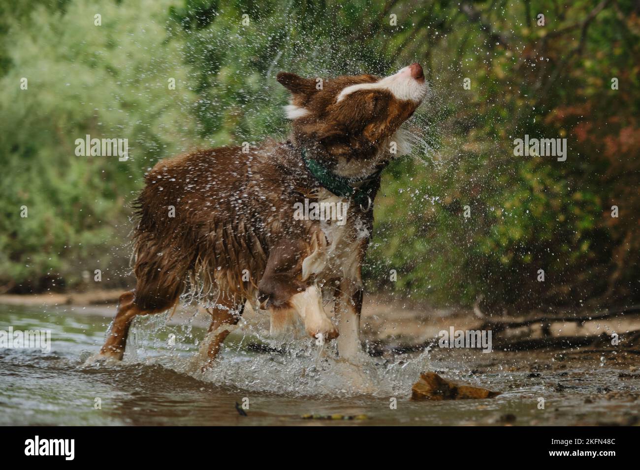 Australian Shepherd hat Spaß beim Schwimmen im Fluss im Sommer. Der Hund kam aus dem Wasser an Land und schüttelte ab, Spritzer flogen in verschiedene Richtungen. Aussie RE Stockfoto