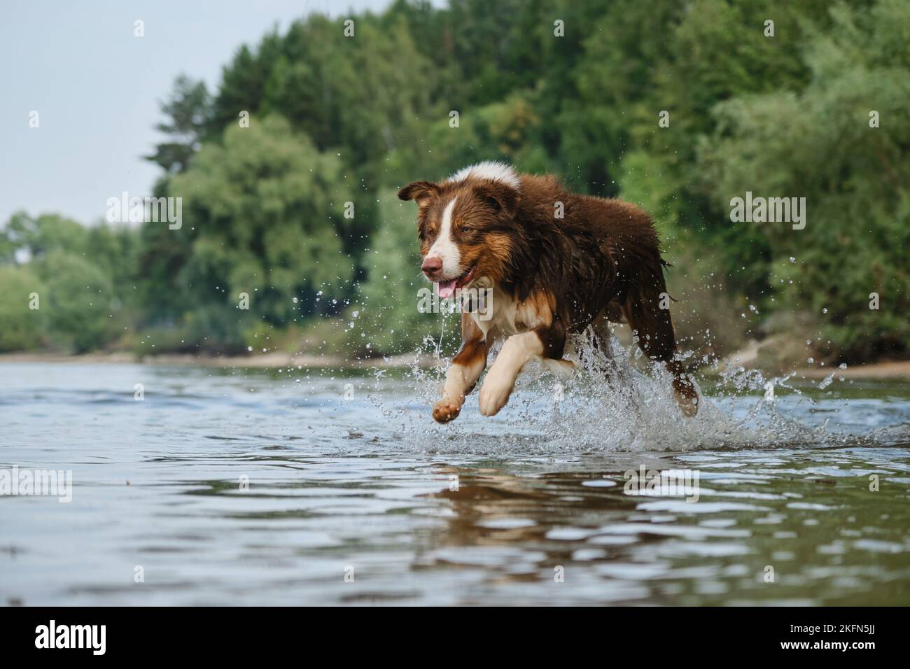 Australian Shepherd hat Spaß beim Schwimmen im Fluss im Sommer. Hund laufen und springen im Wasser mit glücklichem Gesicht lächelnd, Spritzer fliegen in verschiedene Richtungen. A Stockfoto