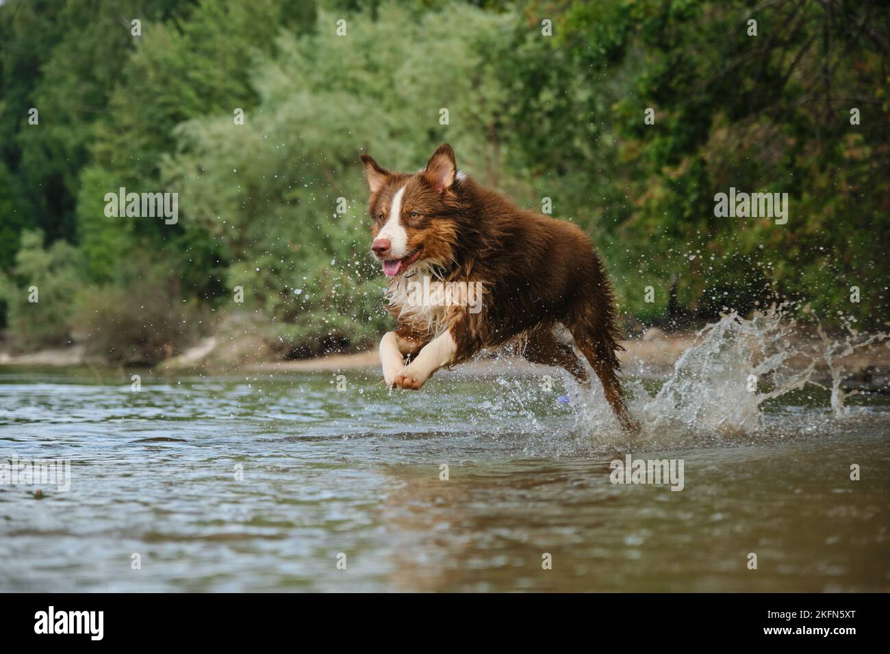 Australian Shepherd hat Spaß beim Schwimmen im Fluss im Sommer. Hund laufen und springen im Wasser mit glücklichem Gesicht lächelnd, Spritzer fliegen in verschiedene Richtungen. A Stockfoto