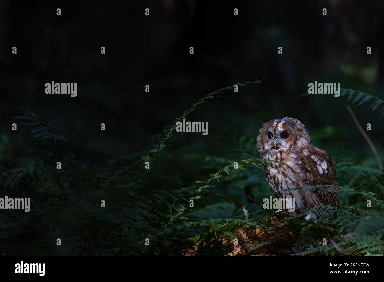 Waldkauz posiert allein im Wald. Der Hintergrund wird bewusst abgedunkelt. Stockfoto