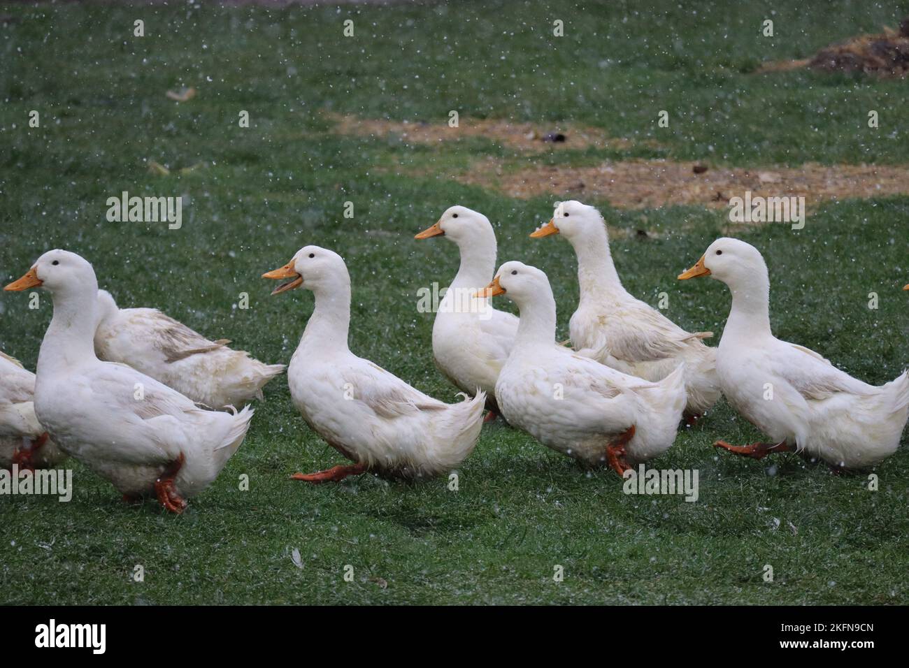 Peking-Enten singen, während sie im Schnee marschieren Stockfoto