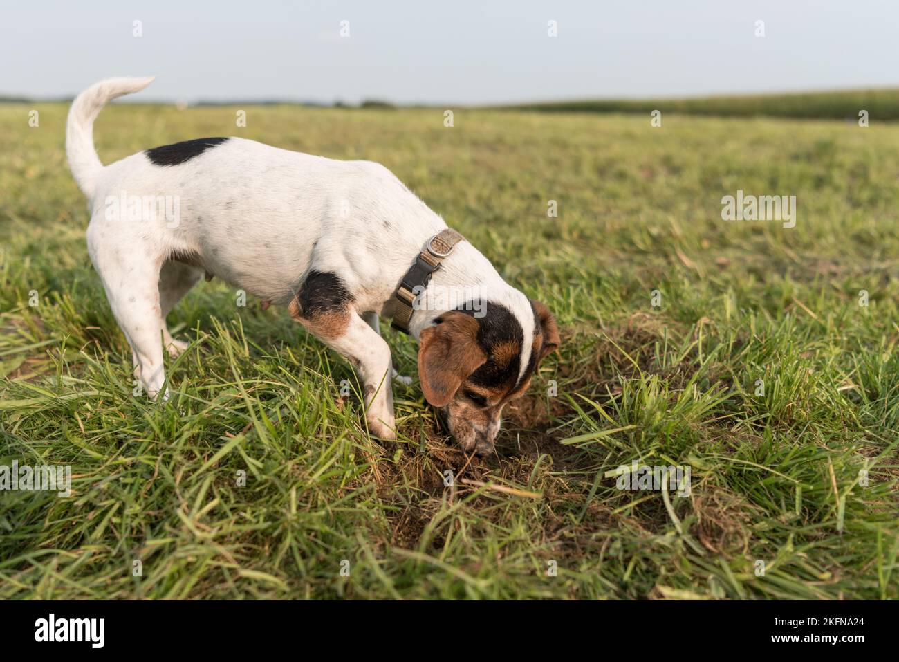 Kleiner Hund, der auf einer Wiese ein Loch in den Boden gräbt. Tricolor