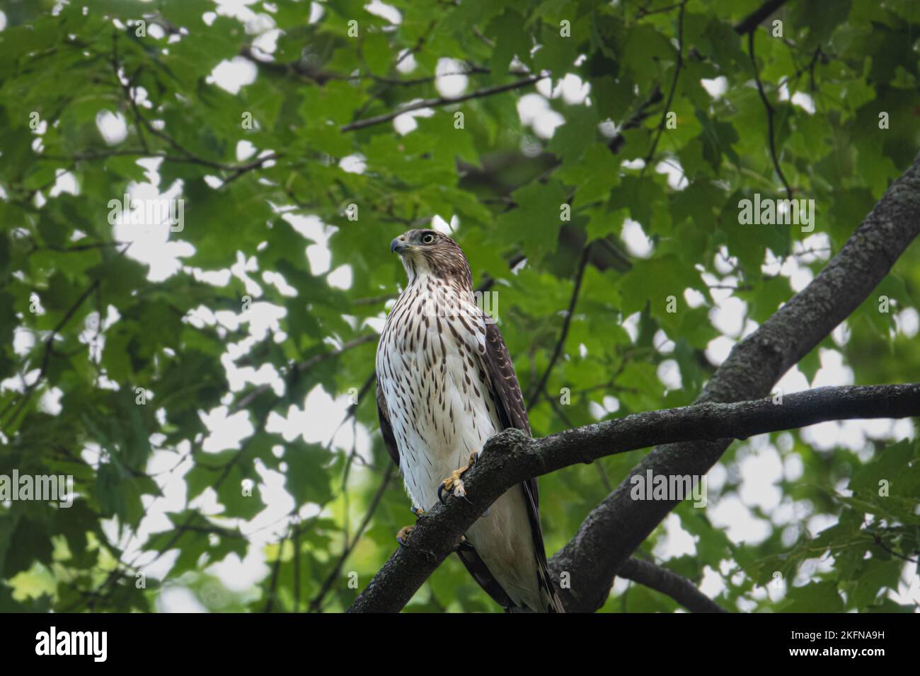 Cooper Hawk sucht nach dem nächsten Essen Stockfoto