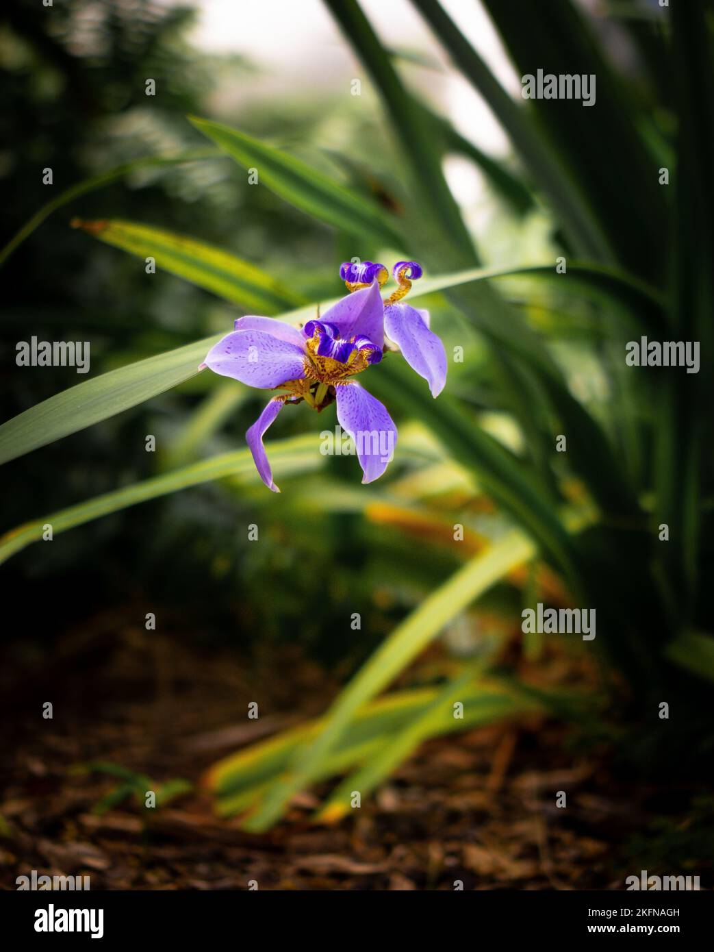 Eine vertikale Aufnahme mit flachem Fokus von purpurroten, wanderenden Irisblüten im grünen Wald Stockfoto