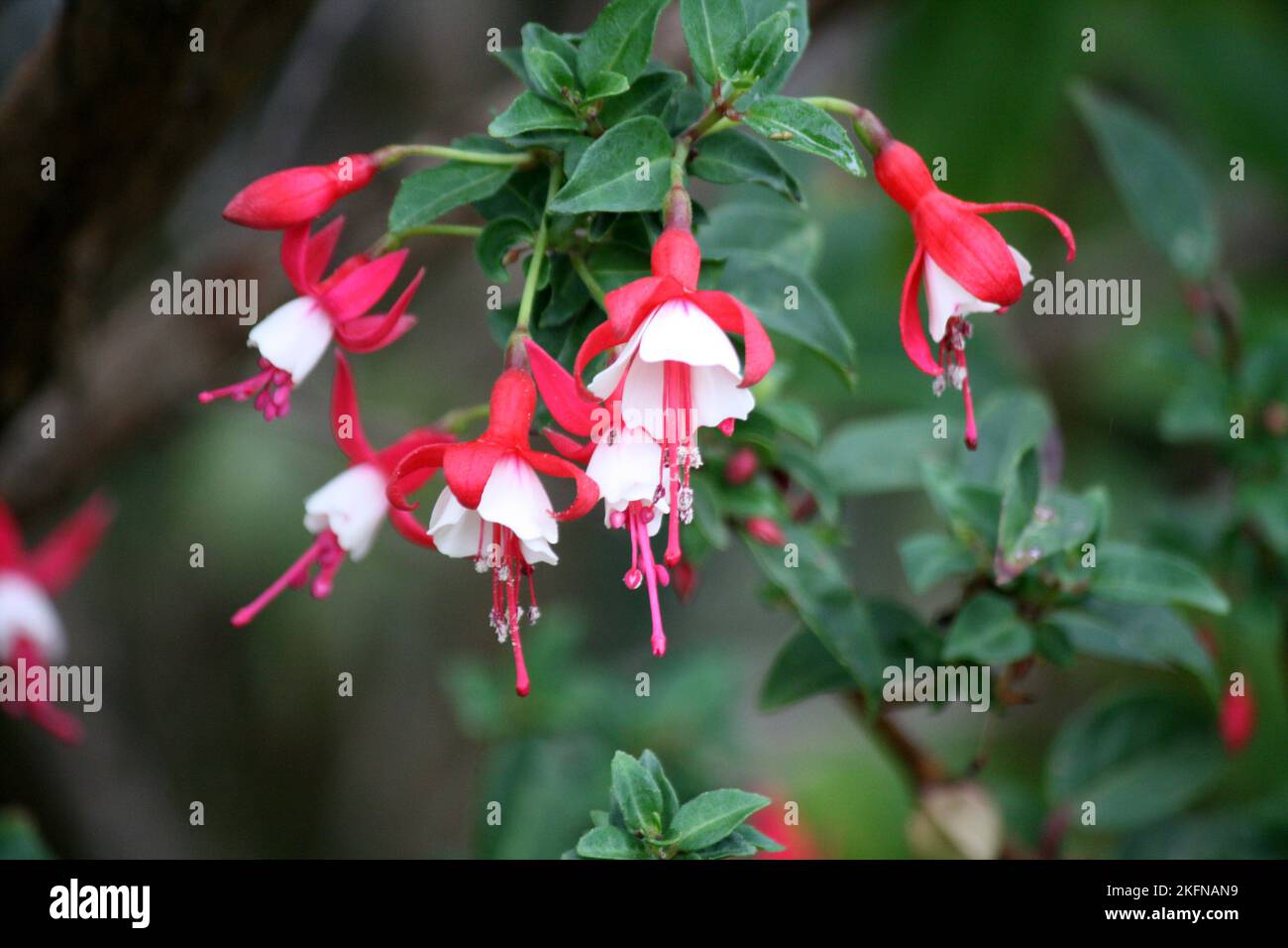 Alice Hoffman (Fuchsia 'Alice Hoffman') Pflanze mit roten und weißen Blüten: (Pix SShukla) Stockfoto