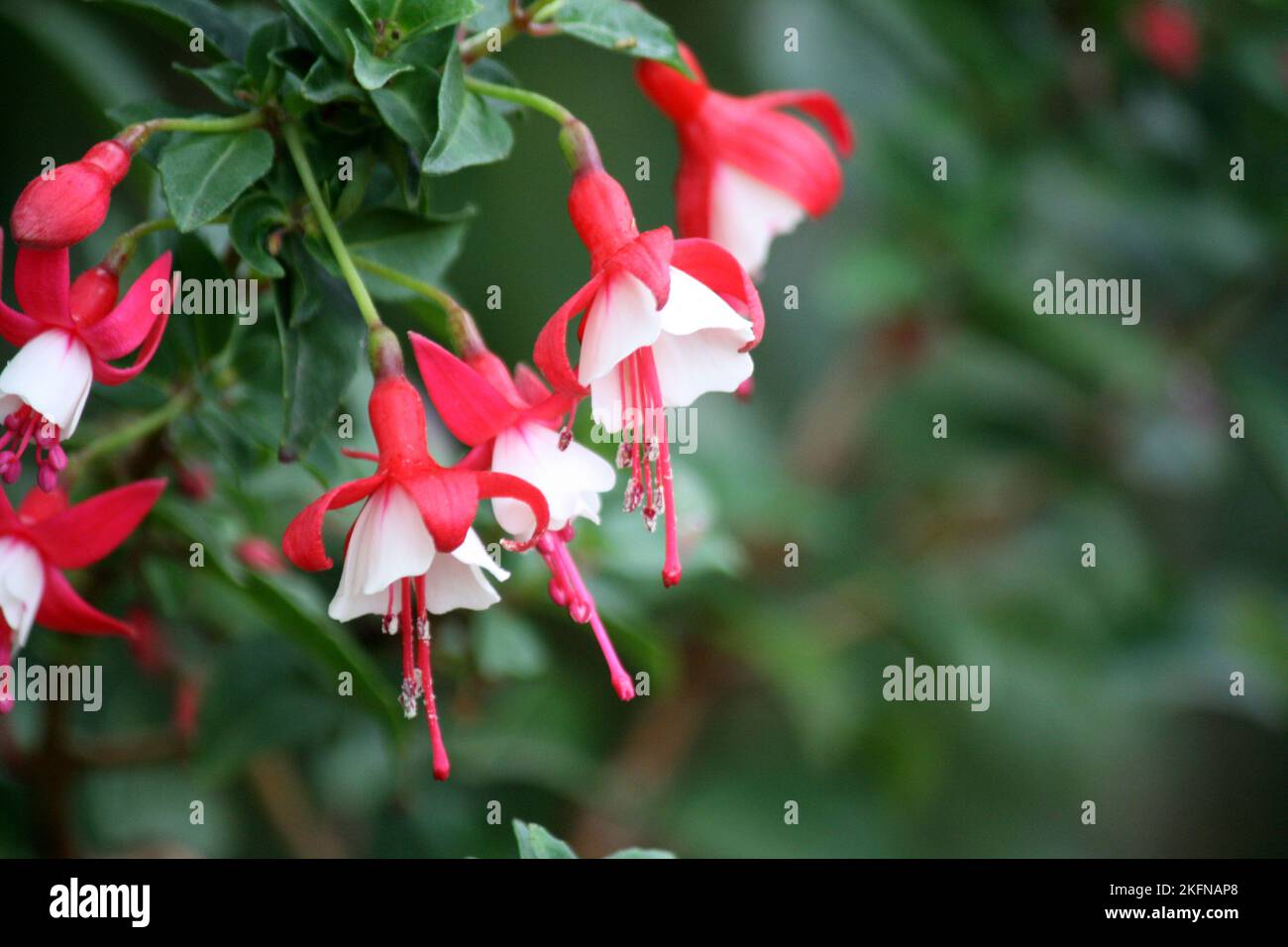 Alice Hoffman (Fuchsia 'Alice Hoffman') Pflanze mit roten und weißen Blüten: (Pix SShukla) Stockfoto