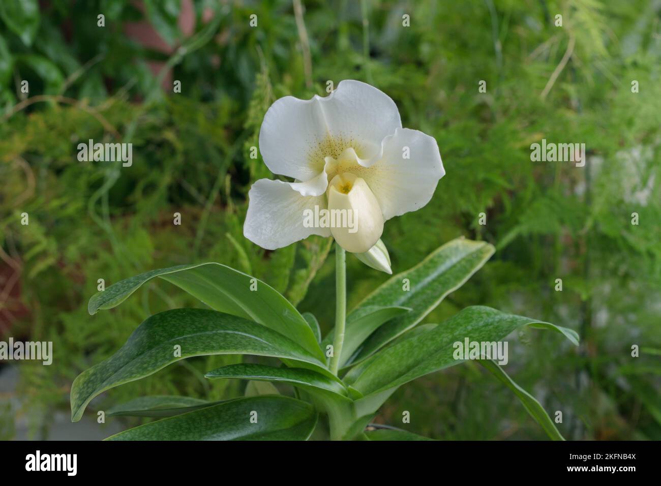 Blüte einer weißen venus-Slipper-Hybride (Gattung Paphiopedilum). Stockfoto