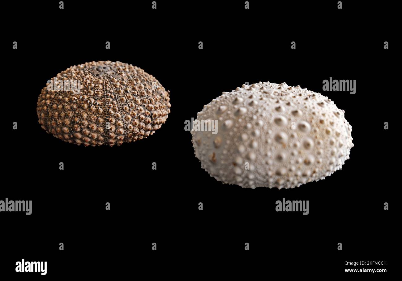 Die zwei Muscheln von Seeigel isoliert auf schwarzem Hintergrund Stockfoto