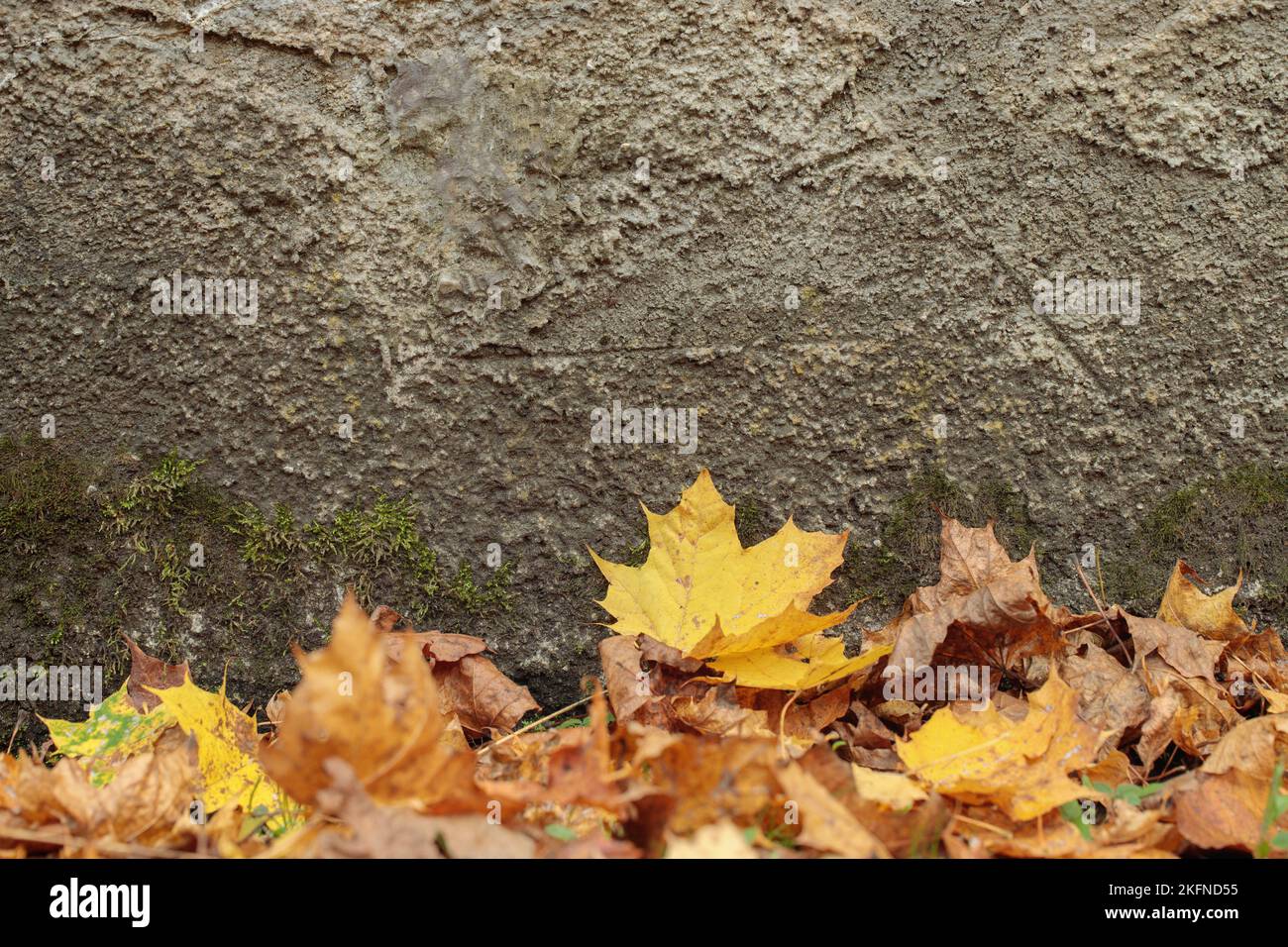 Gelbe Ahornblätter vor einer rauhen verputzten Wand. Stockfoto