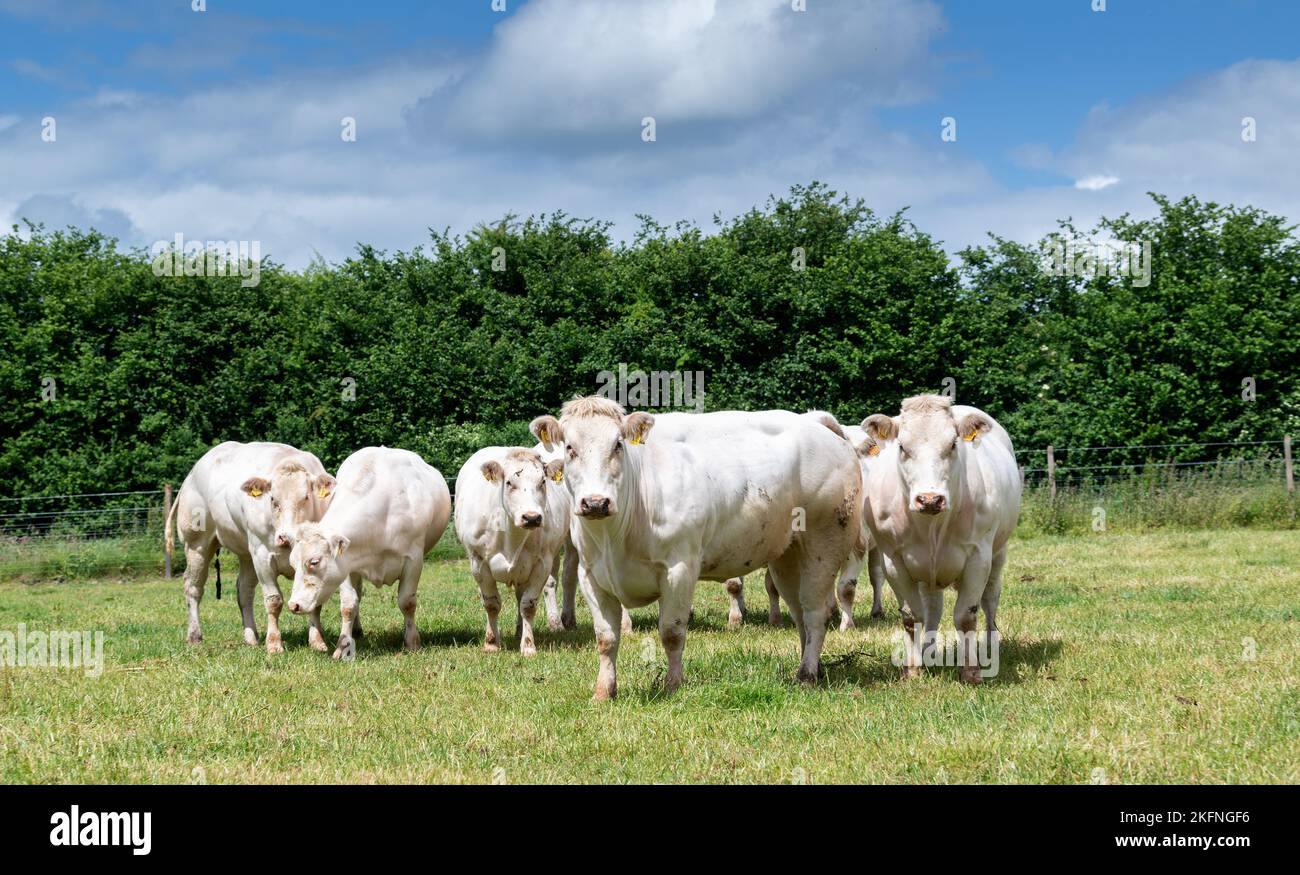 Herde weißer britischer Blaubeef-Färsen auf einer gut beweideten Weide, Somerset, Großbritannien. Stockfoto