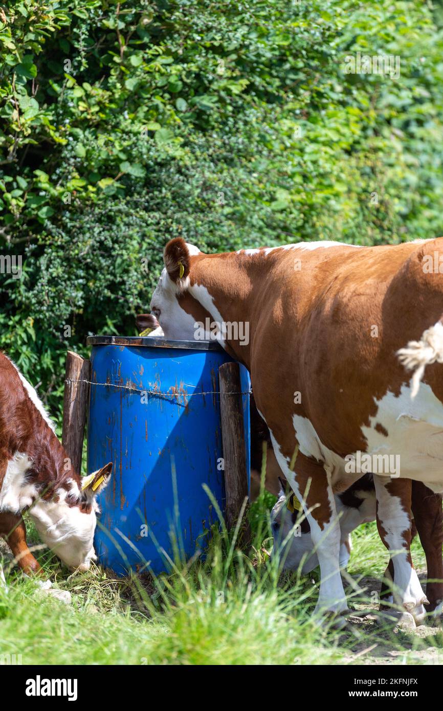 Hereford-Rinder, die Futtermittel essen, blockieren den erhöhten Eimer, um Dachse zu verhindern, die sie erreichen, und helfen, die Ausbreitung der Bovinenkrankheit zu verhindern. Cumbria, Großbritannien. Stockfoto