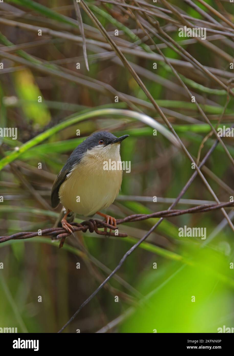 Aschiger Prinia (Prinia socialis brevicauda) Erwachsener, der auf einem Stacheldrahtzaun thront. (Endemische Rasse Sri Lankas) Sri Lanka Dezember Stockfoto