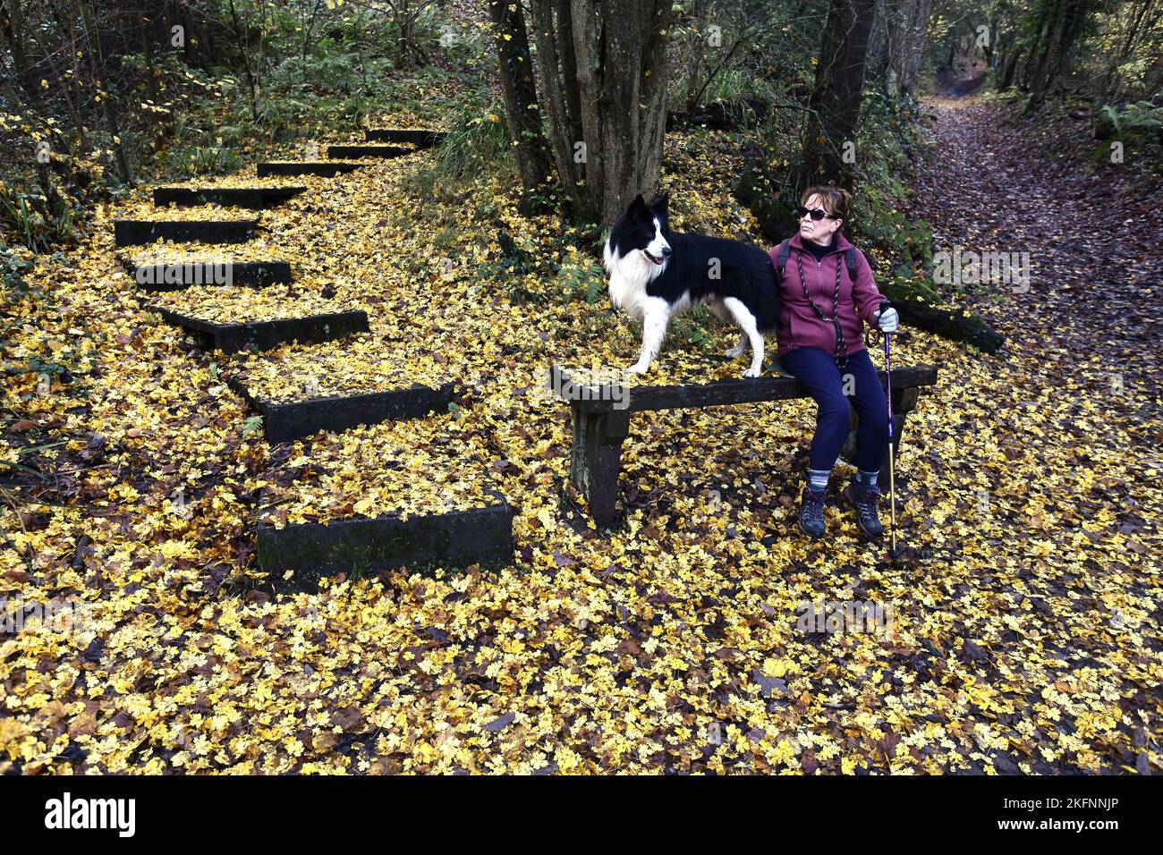 Die Herbstblätter bedecken den Waldboden entlang der Benthall Woods in der Severn Gorge, Ironbridge. Herbstteppich Naturteppich Kredit: Dave Bagnall Stockfoto