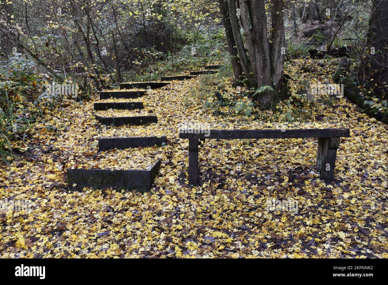 Die Herbstblätter bedecken den Waldboden entlang der Benthall Woods in der Severn Gorge, Ironbridge. Herbstteppich Naturteppich Kredit: Dave Bagnall Stockfoto
