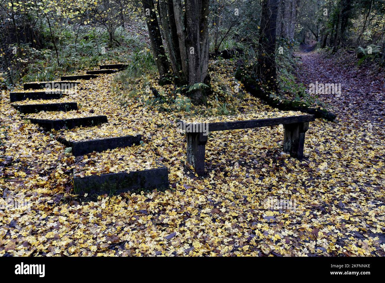 Die Herbstblätter bedecken den Waldboden entlang der Benthall Woods in der Severn Gorge, Ironbridge. Herbstteppich Naturteppich Kredit: Dave Bagnall Stockfoto