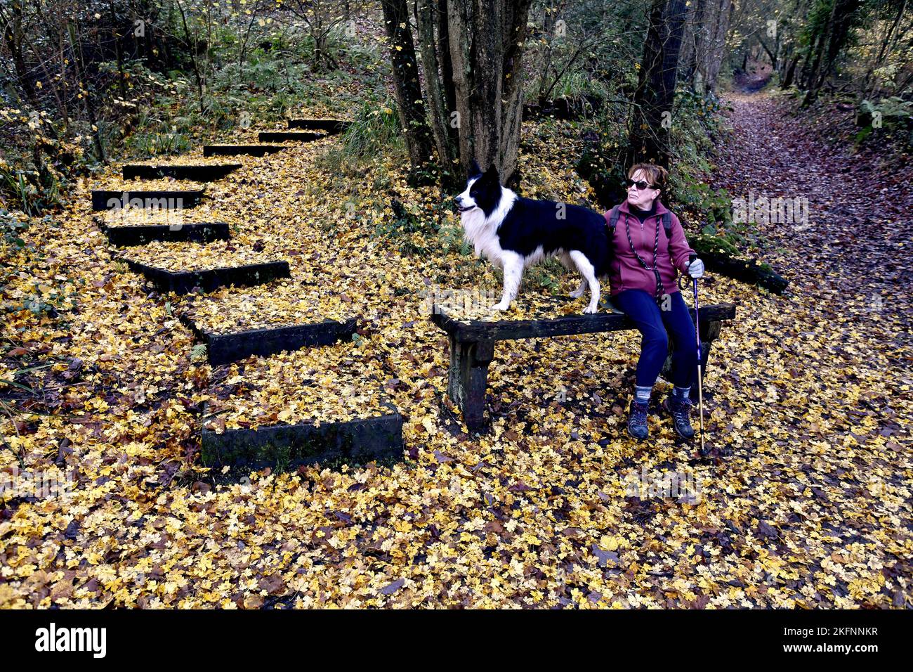 Die Herbstblätter bedecken den Waldboden entlang der Benthall Woods in der Severn Gorge, Ironbridge. Herbstteppich Naturteppich Kredit: Dave Bagnall Stockfoto