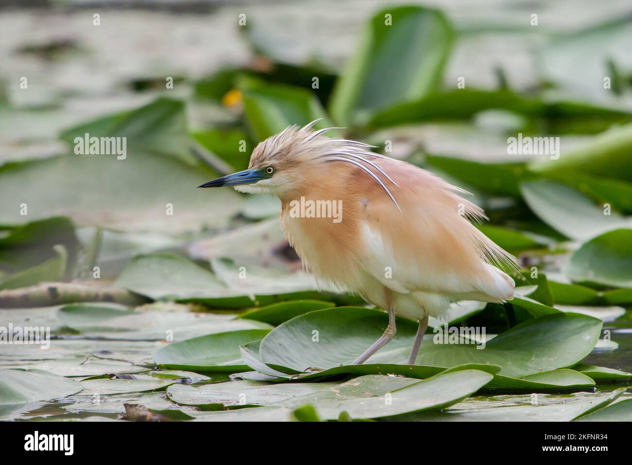 Squacco Reiher closeup (Ardeola ralloides), Po-Tal, Italien Stockfoto