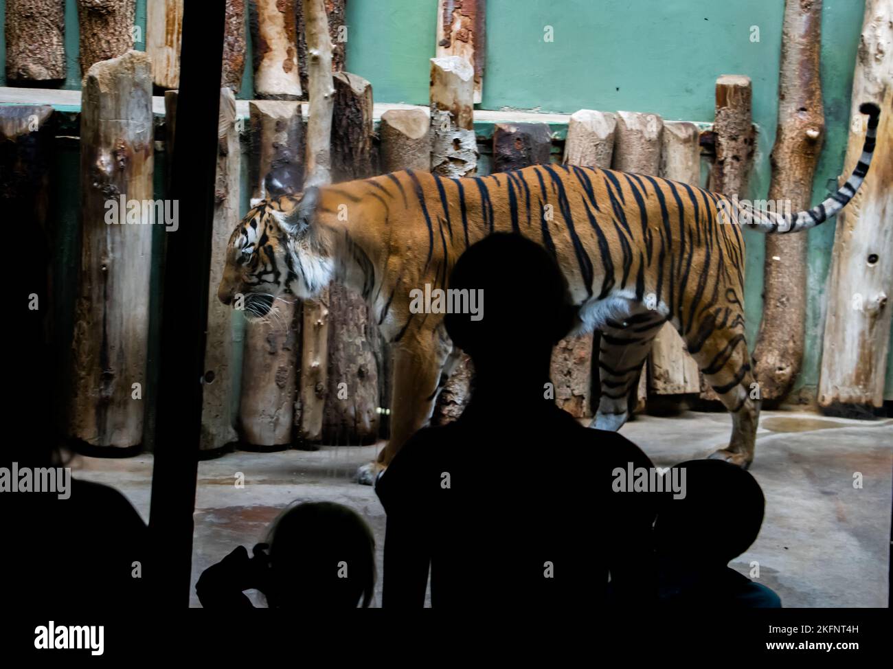 Ein Besucher im Zoo beobachtet einen Tiger in einem Käfig Stockfoto