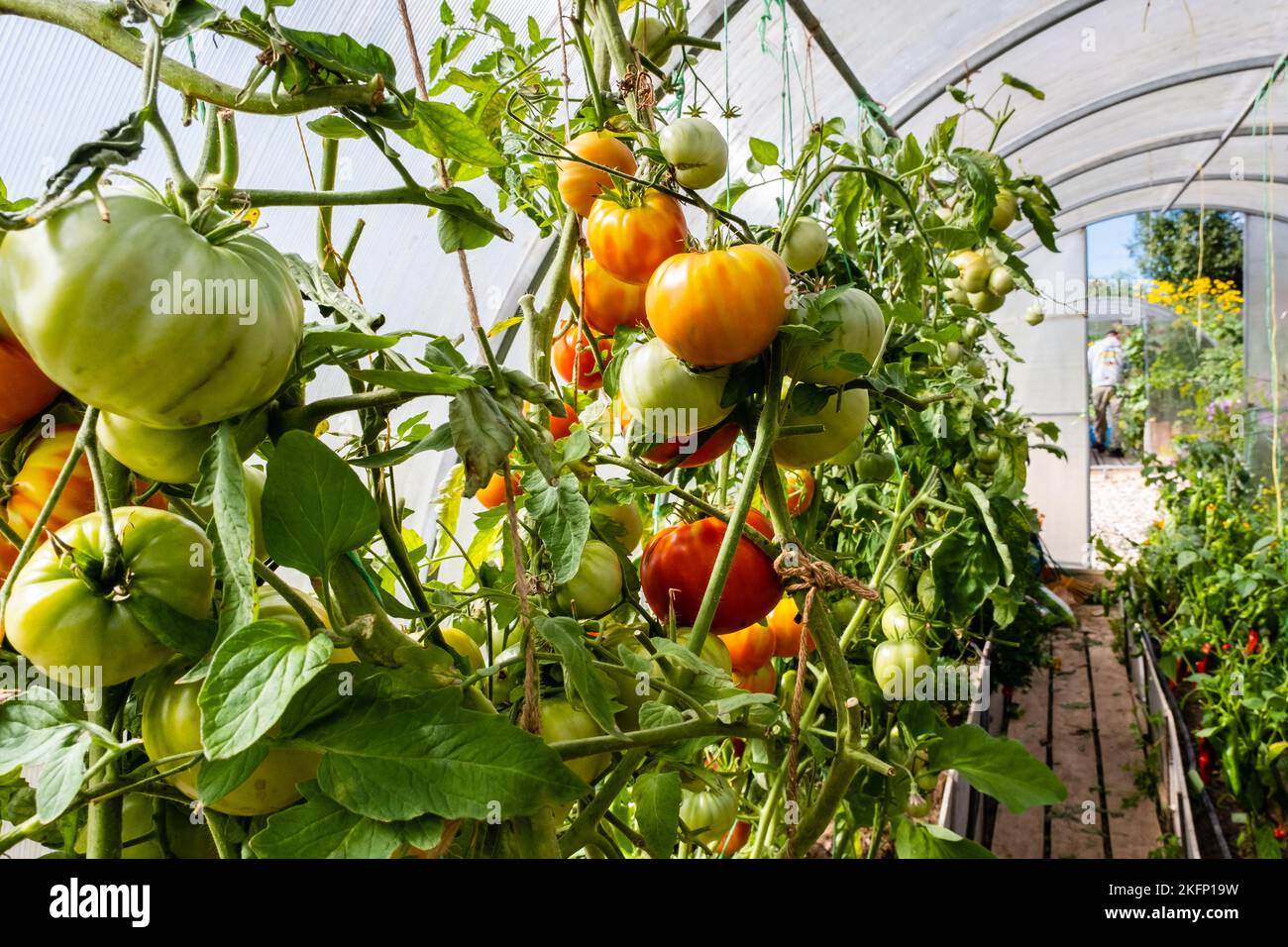 Reife und unreife Tomaten im Gewächshaus Stockfoto