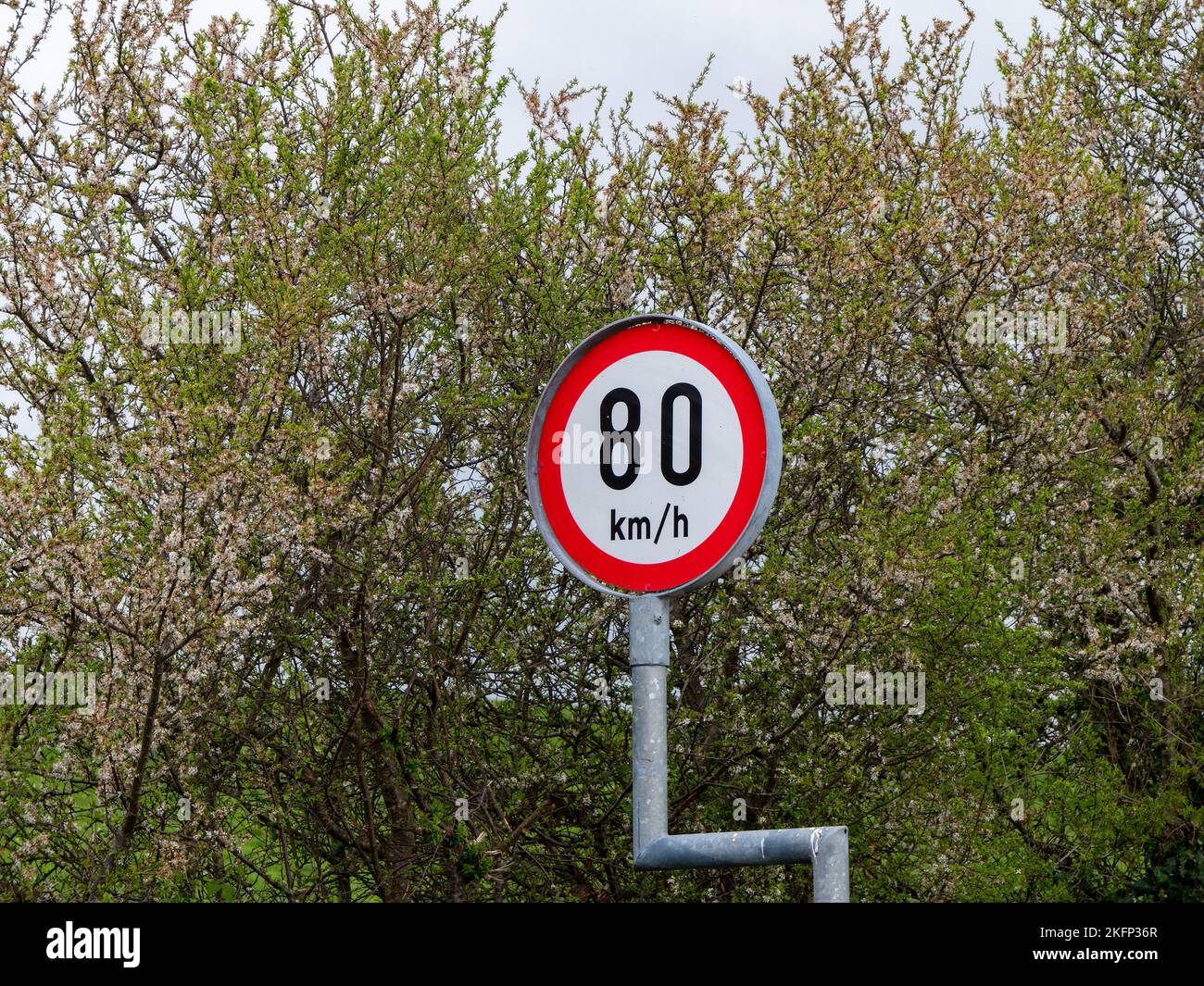 Rundschild Warnung über Geschwindigkeitsbegrenzungen, Bäume. Die Geschwindigkeitsbegrenzung beträgt 80 km h. Schild bei grünen Bäumen Stockfoto