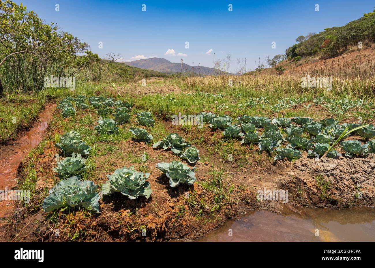 Nachhaltige Landwirtschaft in einem Damm (Feuchtgebiet) am Boden eines Einzugsgebiets im Nkhata Bay District, Malawi Stockfoto
