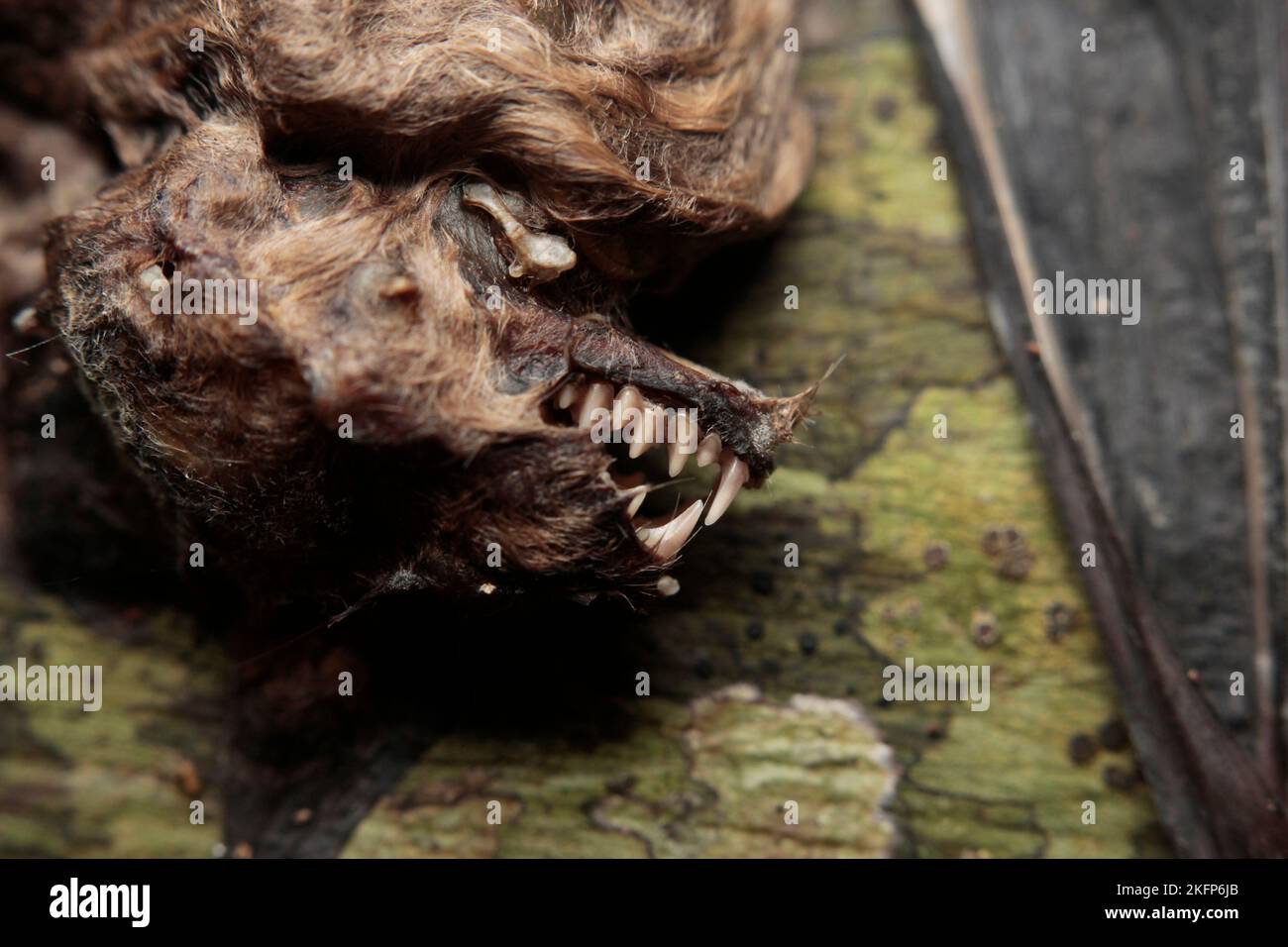 Eine tote Fledermaus in der Niah Cave, Borneo, Malaysia Stockfoto