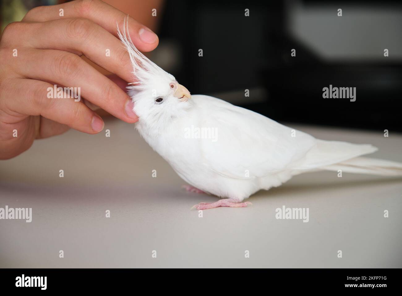 Der Besitzer streichelt seinen Albino-Nymphensittich von Hand. Stockfoto