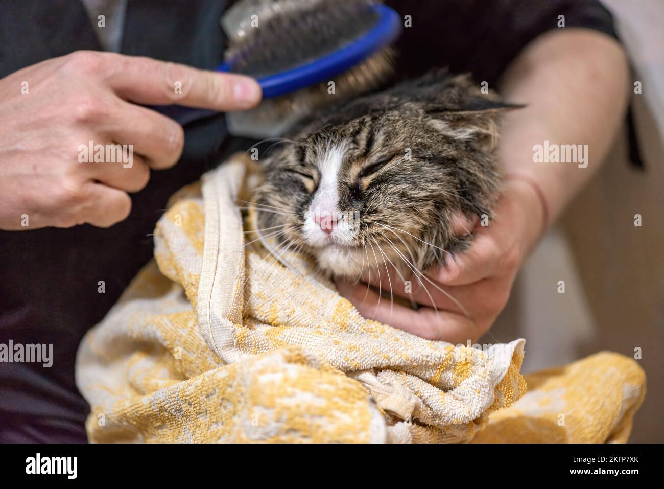 Kämmen der Katze in Haustier Schönheitssalon. Grooming Master schneidet und rasiert eine Katze, sorgt für ein Katzenportrait Stockfoto