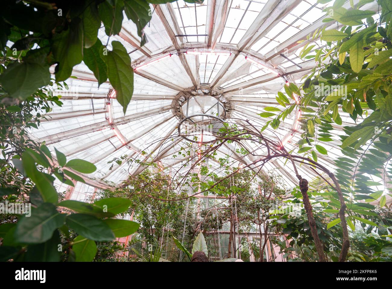 Gewächshaus voller exotischer Pflanzen im Botanischen Garten der Universität von Kopenhagen/Botanischen Garten von Kopenhagen. Naturkundemuseum von Dänemark. Stockfoto