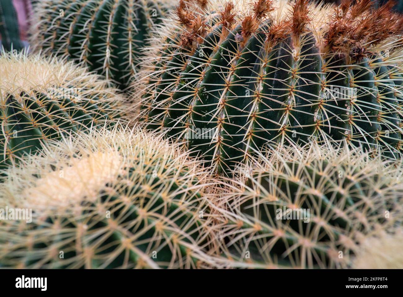 Gruppe großer Kaktuspflanzen mit goldenem Fass (Echinocactus grusonii), auch bekannt als Goldball oder Schwiegermütterkissen – eine mexikanische Art. Stockfoto