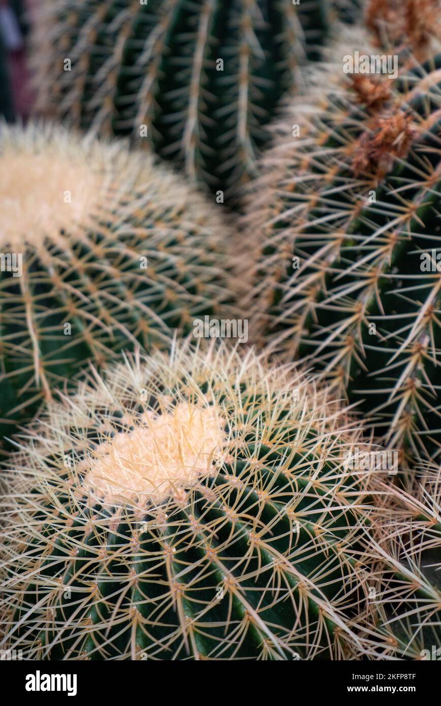 Gruppe großer Kaktuspflanzen mit goldenem Fass (Echinocactus grusonii), auch bekannt als Goldball oder Schwiegermütterkissen – eine mexikanische Art. Stockfoto