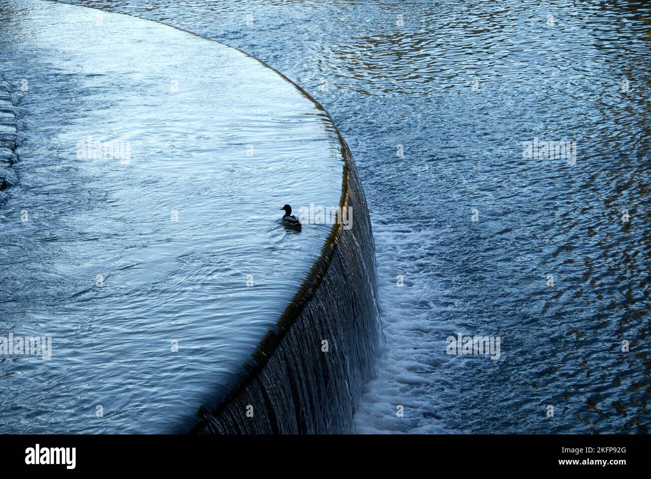 Ente auf einem Pool aus blauem Wasser in zwei Höhen schwimmt am Rand eines Wasserfalls in einer geschwungenen Form. Copyspace. Stockfoto